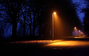 Atmospheric Night Street Scene With Glowing Orange Streetlights And Dark Silhouetted Trees HD wallpaper