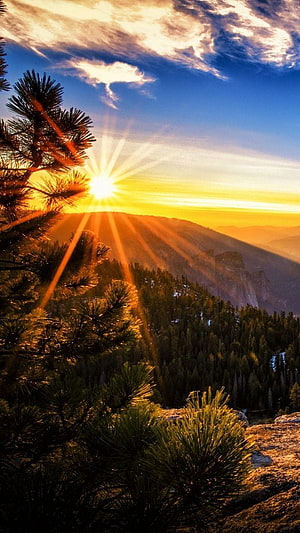 Golden Sunrise Over Mountain Valley With Pine Trees and Sunburst Rays HD phone wallpaper