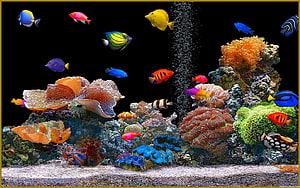 Vibrant Tropical Reef Aquarium With Colorful Fish And Coral HD wallpaper