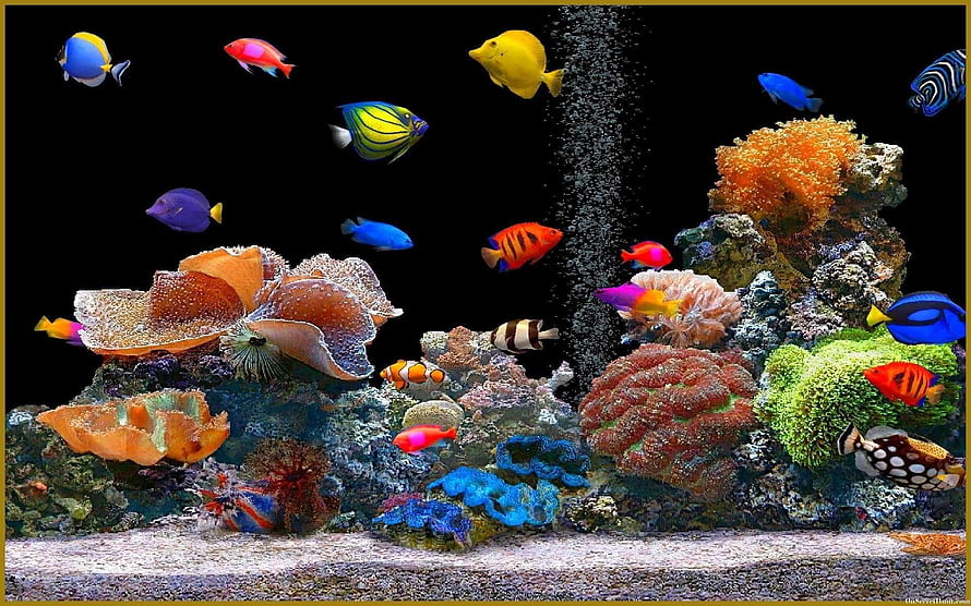 Vibrant Tropical Reef Aquarium With Colorful Fish And Coral HD wallpaper