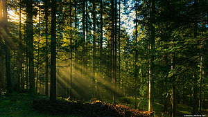 Sunbeams Piercing Through a Dense Evergreen Forest at Dawn HD wallpaper