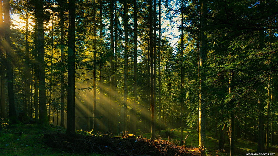 Sunbeams Piercing Through a Dense Evergreen Forest at Dawn HD wallpaper