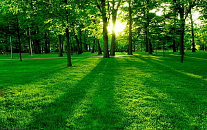 Sunlight Filtering Through Tall Trees in a Lush Green Park Lawn HD wallpaper