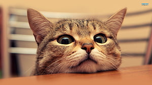 Cute Tabby Cat With Wide Eyes Peeking Over Wooden Table HD wallpaper