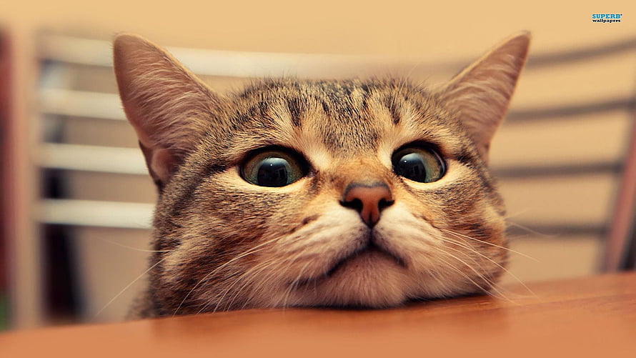 Cute Tabby Cat With Wide Eyes Peeking Over Wooden Table HD wallpaper