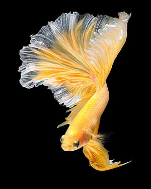 Golden Betta Fish with Flowing Fins Swimming Against a Black Background HD phone wallpaper
