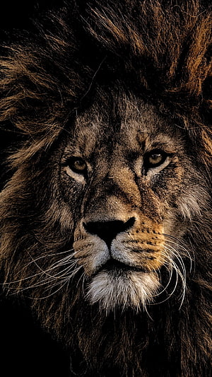 Majestic Male Lion Portrait with Dark Mane and Intense Gaze HD phone wallpaper