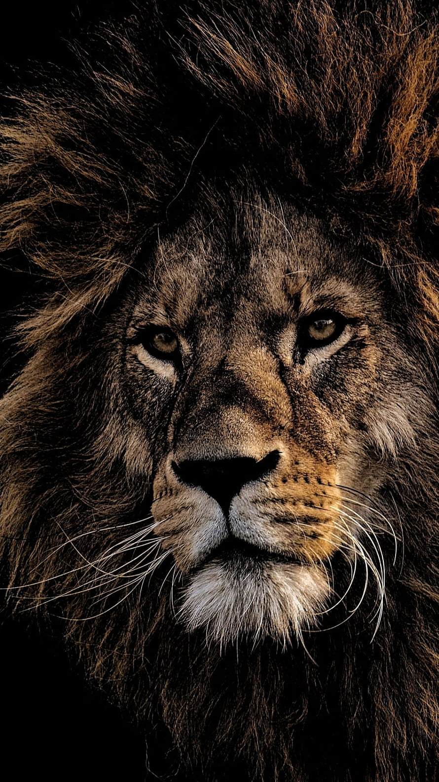 Majestic Male Lion Portrait with Dark Mane and Intense Gaze HD phone wallpaper