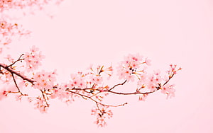 Delicate Cherry Blossom Branches Against a Soft Pastel Pink Sky HD wallpaper
