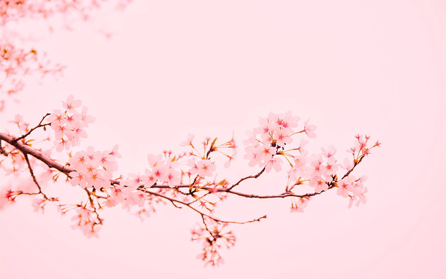 Delicate Cherry Blossom Branches Against a Soft Pastel Pink Sky HD wallpaper