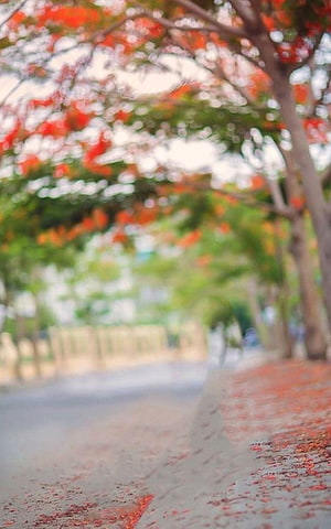 Blurred Tree-Lined Path with Vibrant Red Flowers and Fallen Petals HD phone wallpaper