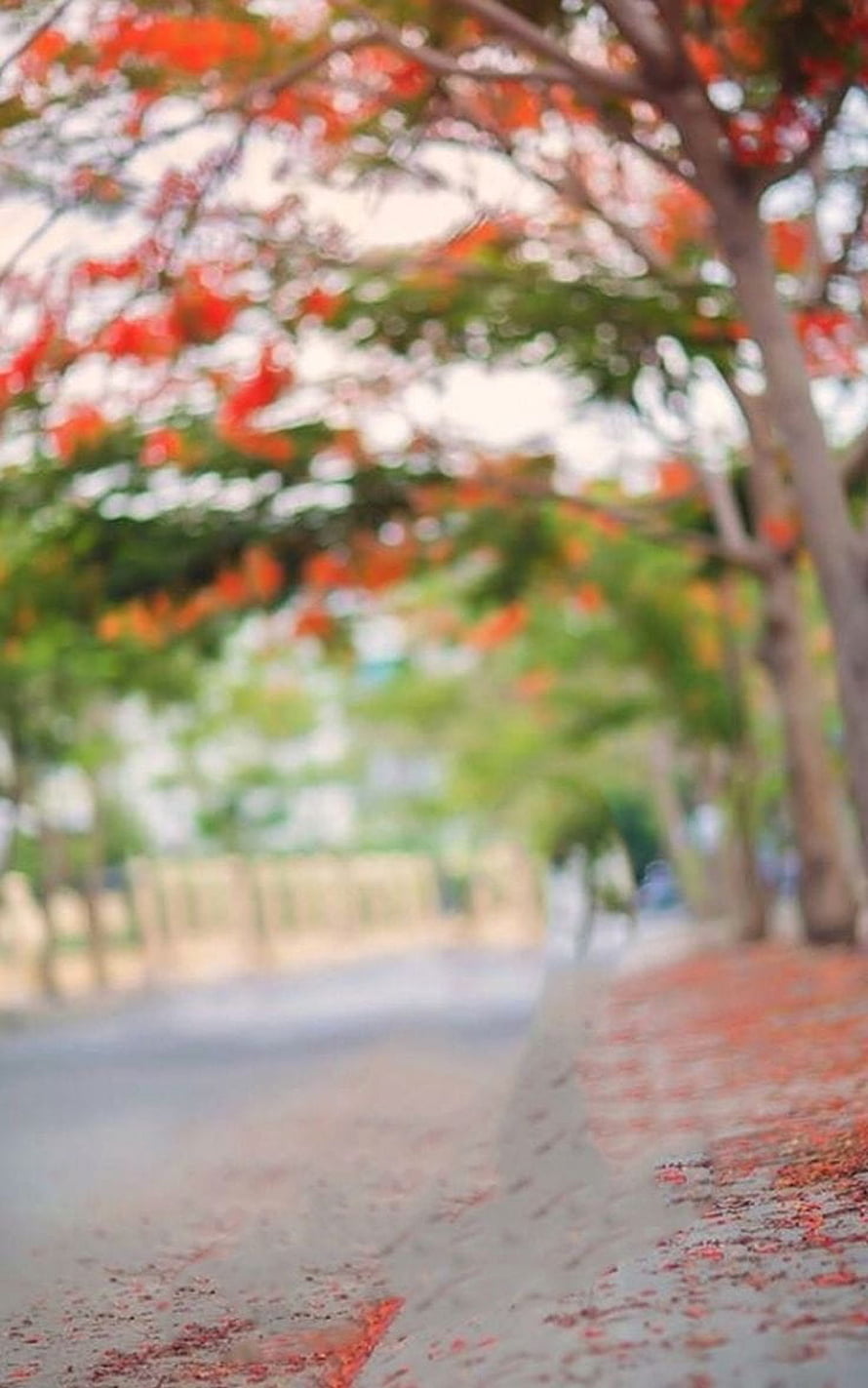 Blurred Tree-Lined Path with Vibrant Red Flowers and Fallen Petals HD phone wallpaper