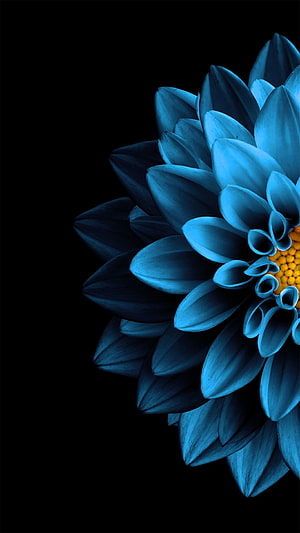 Vibrant Blue Dahlia Flower with Yellow Center on Black Background HD phone wallpaper