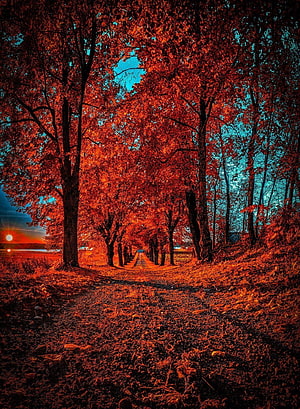 Vibrant Autumn Forest Path with Red Leaves and Blue Sky HD phone wallpaper