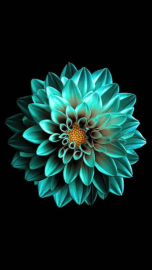 Vibrant Teal Dahlia Flower with Golden Center on Black Background HD phone wallpaper