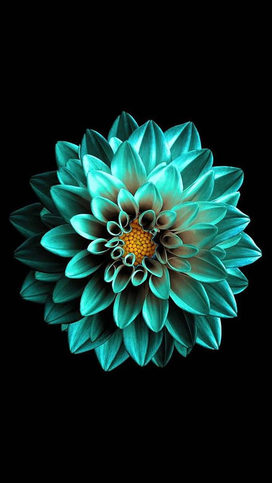 Vibrant Teal Dahlia Flower with Golden Center on Black Background HD phone wallpaper
