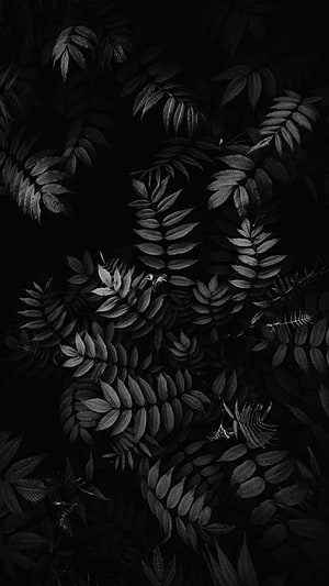 Dark Monochrome Forest Leaves Texture Background HD phone wallpaper
