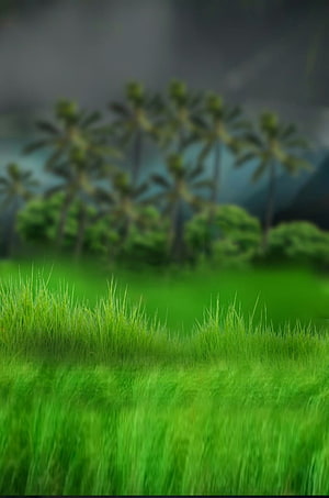 Lush Green Grass Field with Blurred Palm Trees Under a Moody Sky HD phone wallpaper