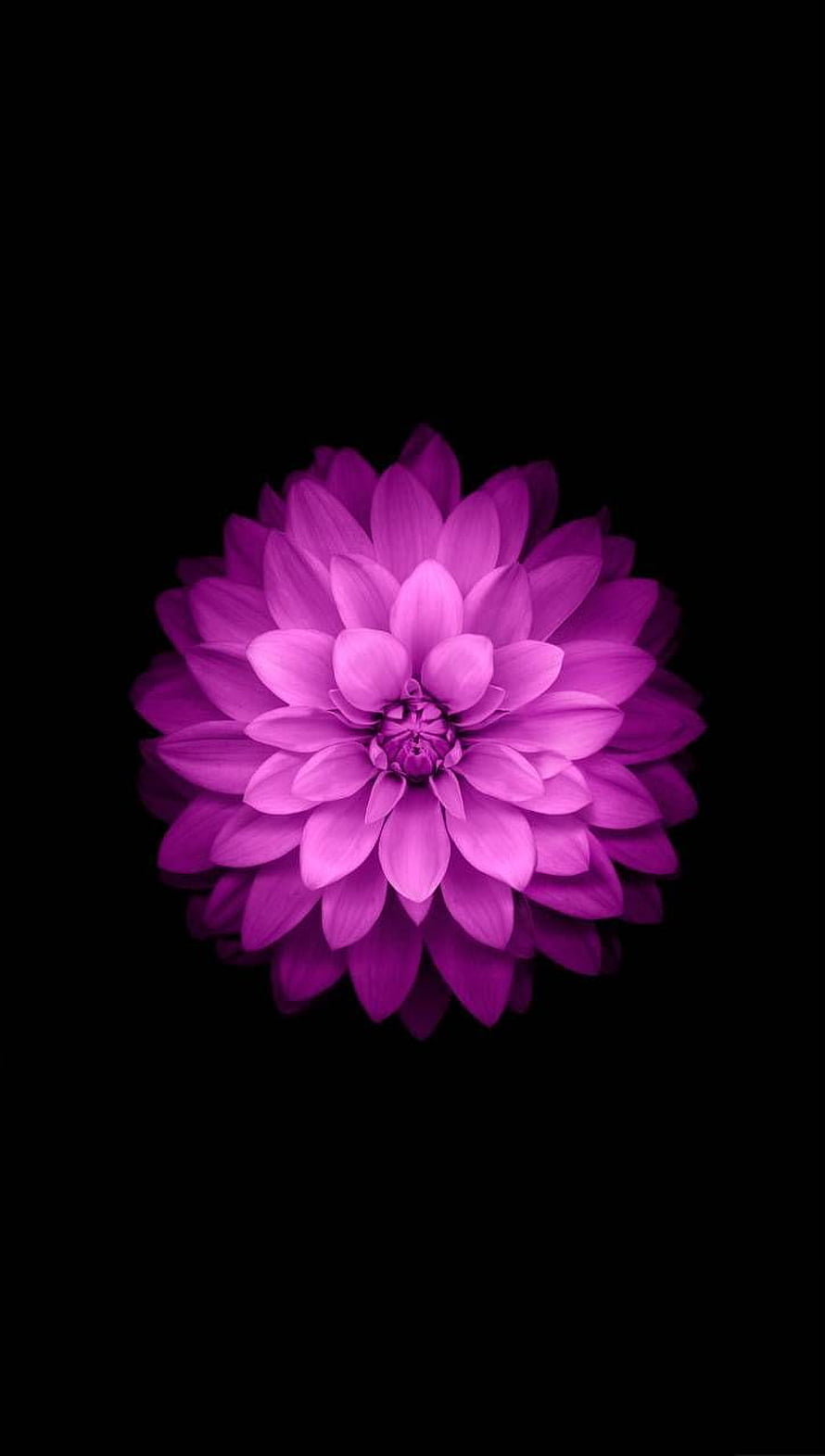 Vibrant Purple Dahlia Flower Isolated on Black Background HD phone wallpaper