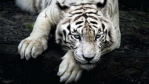 Majestic White Tiger Resting on Dark Rock Surface with Intense Blue Eyes HD wallpaper
