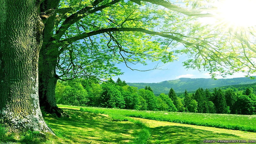 Sunlit Summer Meadow with Large Oak Tree and Distant Forest Hills HD wallpaper