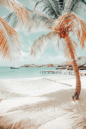 Tropical Beach Scene With Palm Tree And Hammock On White Sand HD phone wallpaper