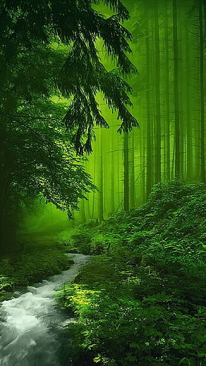Misty Forest Stream With Tall Evergreens And Lush Green Undergrowth HD phone wallpaper