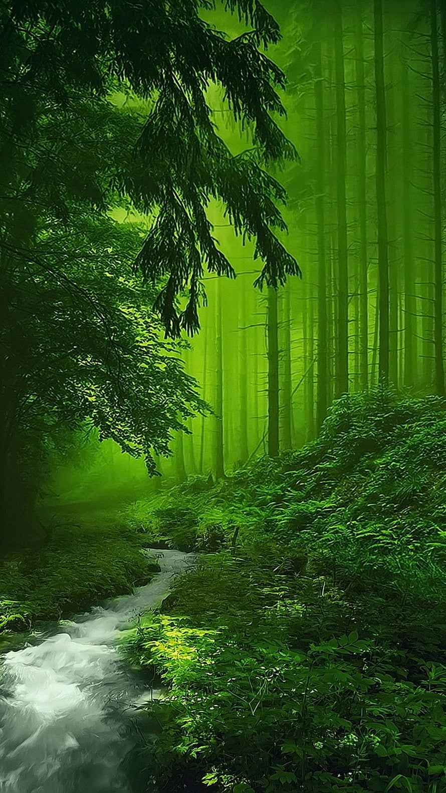 Misty Forest Stream With Tall Evergreens And Lush Green Undergrowth HD phone wallpaper