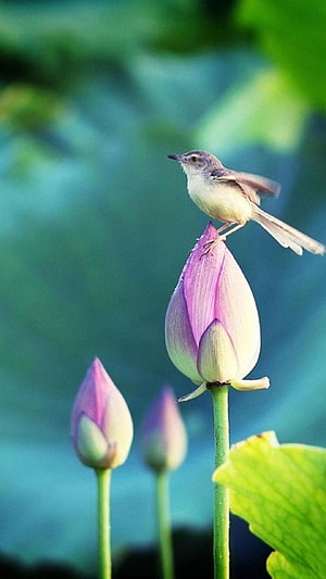 Small bird perched on a pink lotus bud with green leaves and water in the background HD phone wallpaper
