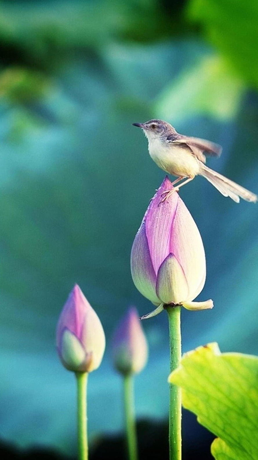 Small bird perched on a pink lotus bud with green leaves and water in the background HD phone wallpaper