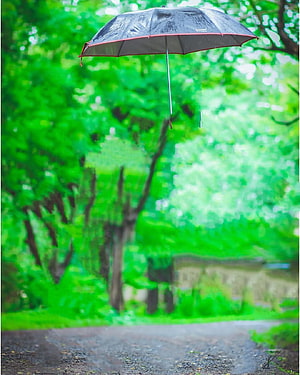 Floating Black Umbrella Over Wet Path In Lush Green Forest HD phone wallpaper