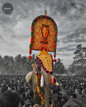 Karnan Elephant Carrying Ornate Golden Temple Structure During Kerala Festival Procession HD phone wallpaper