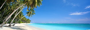 Tropical Paradise Beach with Palm Trees and Turquoise Ocean HD wallpaper