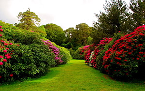 Vibrant Rhododendron Garden Path with Lush Green Lawn and Colorful Blooms HD wallpaper