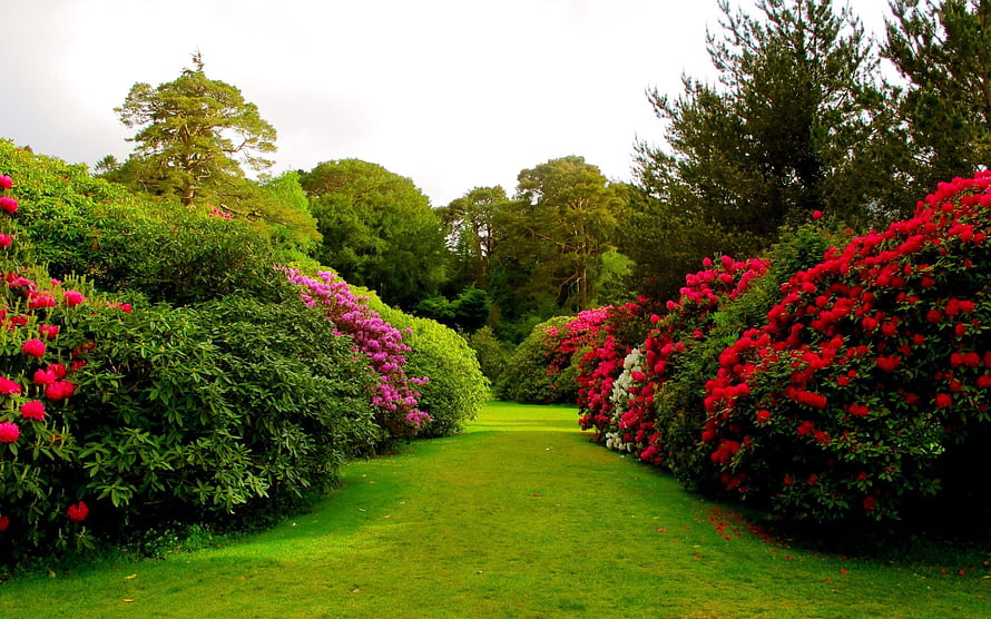 Vibrant Rhododendron Garden Path with Lush Green Lawn and Colorful Blooms HD wallpaper