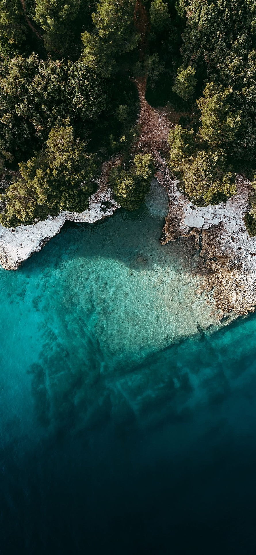 Aerial View of Turquoise Coastline with Pine Forest and Rocky Cliffs HD phone wallpaper