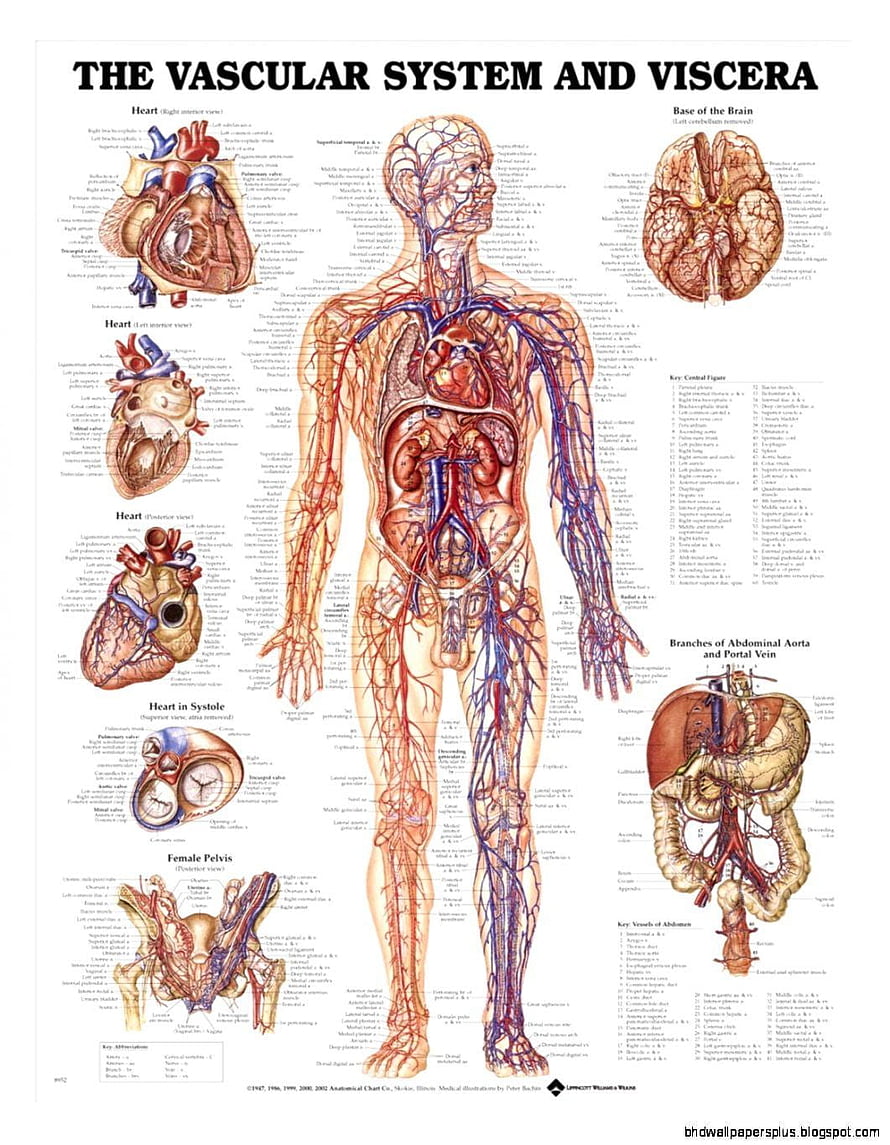 Human Vascular System and Viscera Anatomy Chart with Heart Brain and Abdominal Aorta Diagrams, Human Anatomy Chart, #anatomy HD phone wallpaper