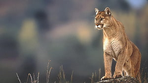 Mountain Lion Standing Alert on Rocky Outcrop in Natural Habitat HD wallpaper