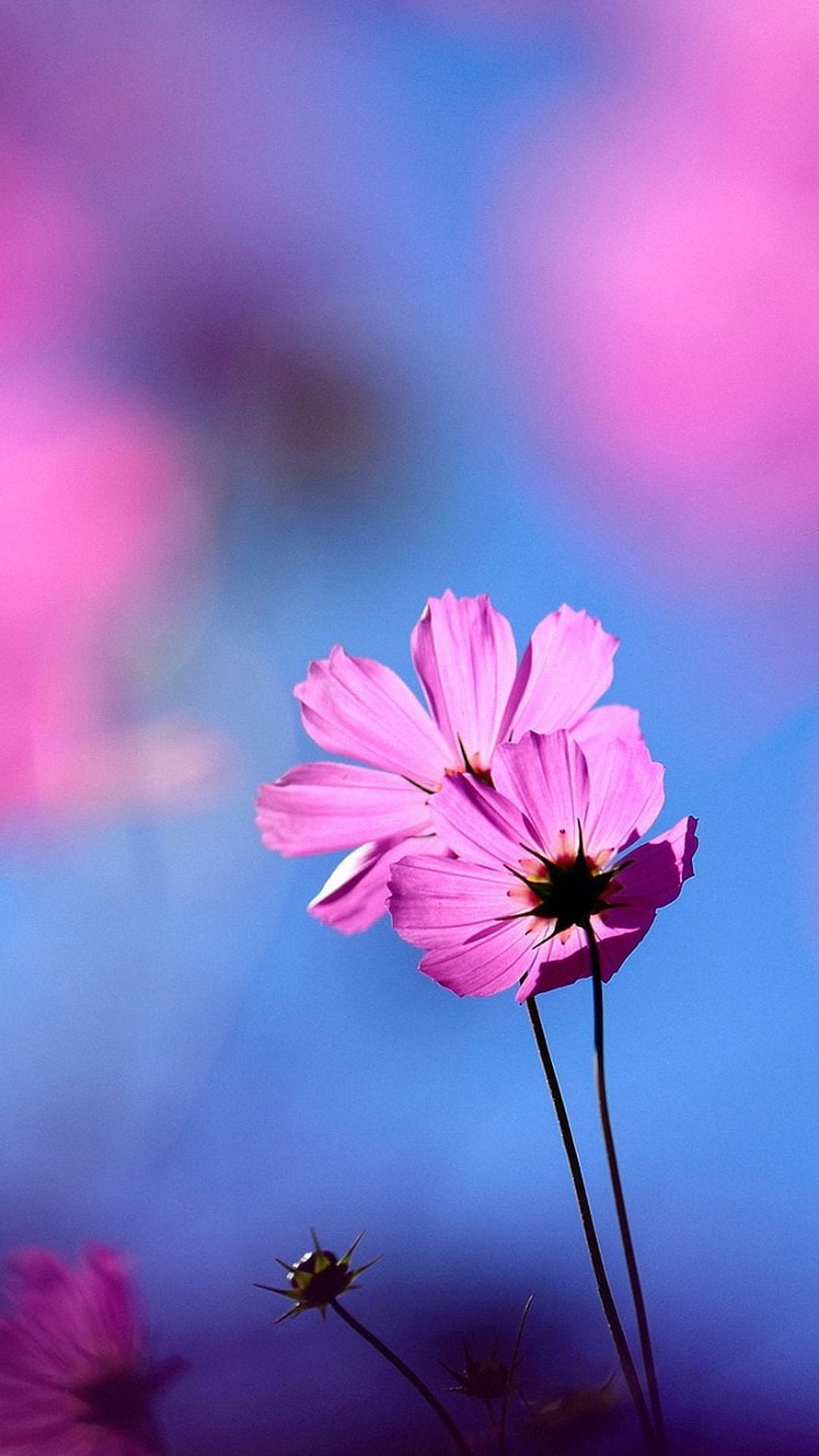 Vibrant Pink Cosmos Flowers Against a Soft Blue and Purple Bokeh Background HD phone wallpaper