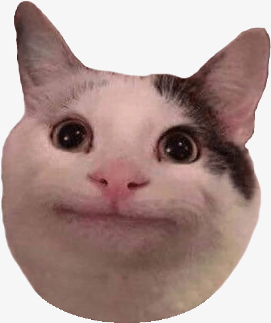 Funny Cat Meme Face With Wide Eyes And Smug Expression On White Background HD phone wallpaper