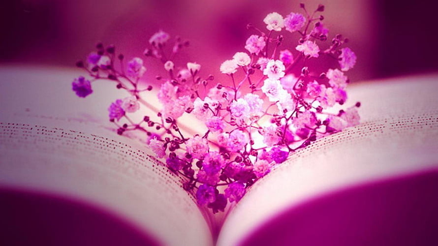 Magical Pink Baby's Breath Flowers Blooming From Open Book Pages HD wallpaper