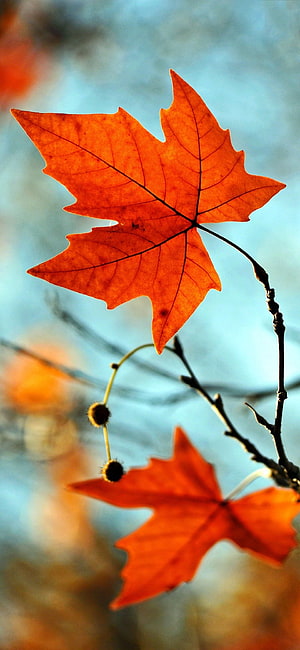 Vibrant Orange Maple Leaves Backlit by Sunlight Against a Soft Blue Sky HD phone wallpaper