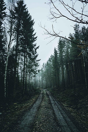 Misty Forest Road with Tall Pine Trees and Overcast Sky HD phone wallpaper