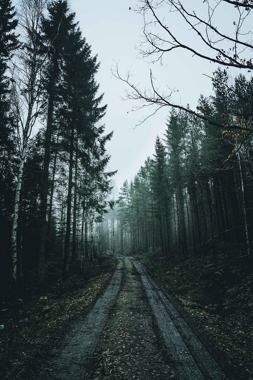 Misty Forest Road with Tall Pine Trees and Overcast Sky HD phone wallpaper