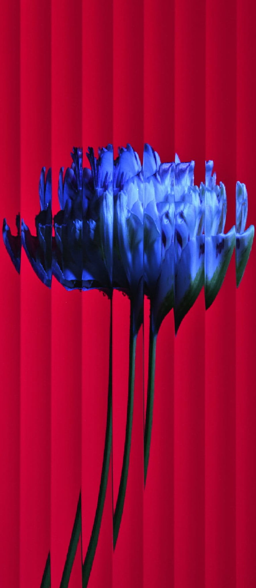 Blue Tulips Against Red Background Abstract Floral Art HD phone wallpaper