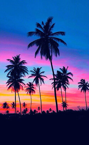 Tropical Sunset Silhouette With Palm Trees Against A Vibrant Pink And Blue Sky HD phone wallpaper