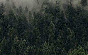 Misty Evergreen Forest Landscape With Foggy Pine Trees HD wallpaper