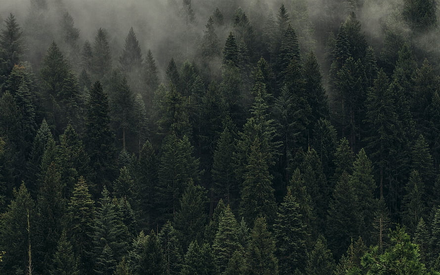 Misty Evergreen Forest Landscape With Foggy Pine Trees HD wallpaper