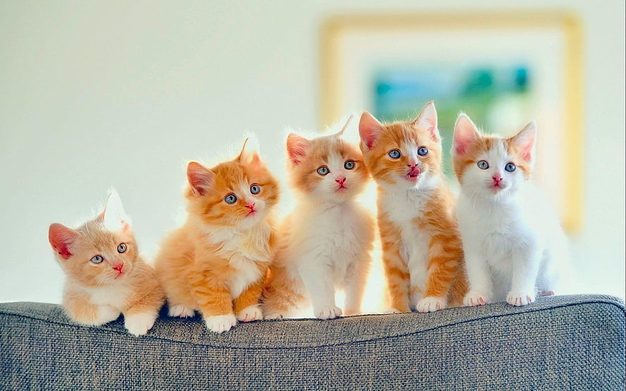 Five adorable ginger and white kittens sitting together on a grey sofa in a bright room HD wallpaper