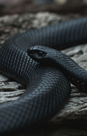 Glossy Black Snake Coiled on Weathered Wood in Natural Habitat HD phone wallpaper